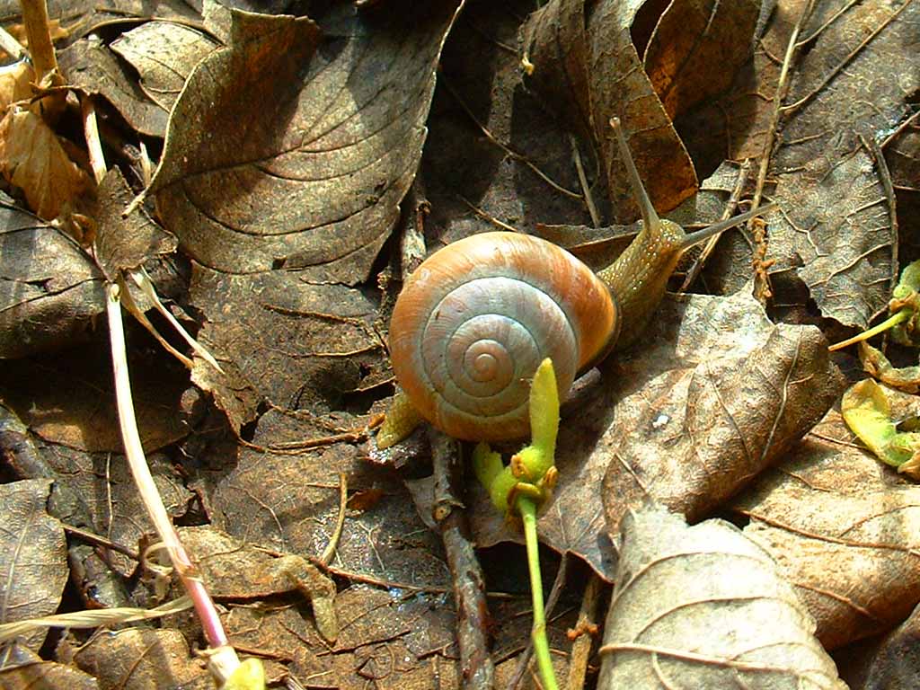 Schnecke im Laub
