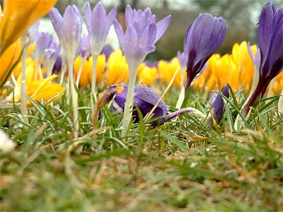 Bild: Blaue und gelbe Krokusse