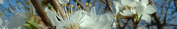 Bild: wilde Kirsche - 02. April 2005