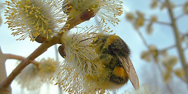 Bild: erste Hummel an Weidenkaetzchen - 03. April 2005
