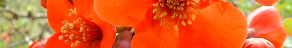 Bild: japanische Zierquitte - 14. April 2005
