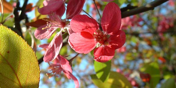 Bild: rote japanische Zierkirsche - 24. April 2005